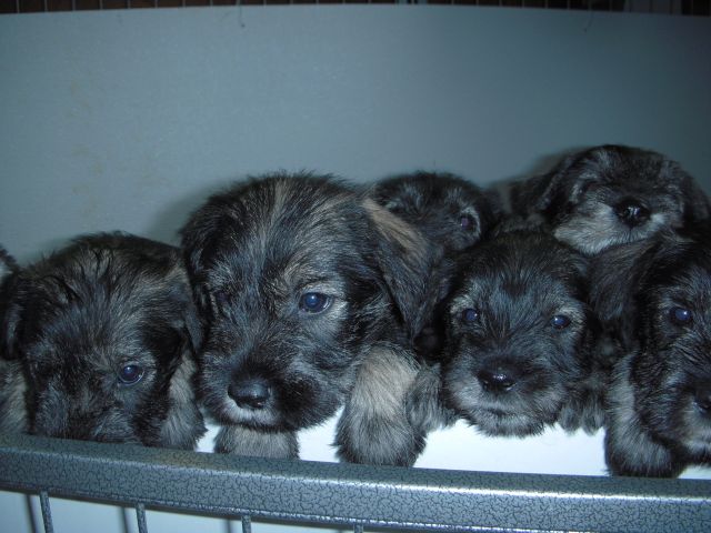 puppies